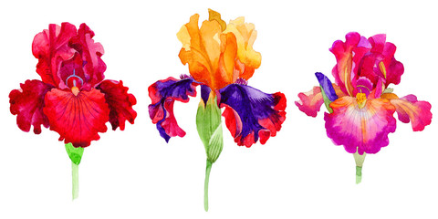 Wildflower irises flower in a watercolor style isolated.