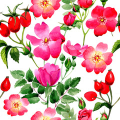 Wildflower rose arkansana flower pattern in a watercolor style isolated.