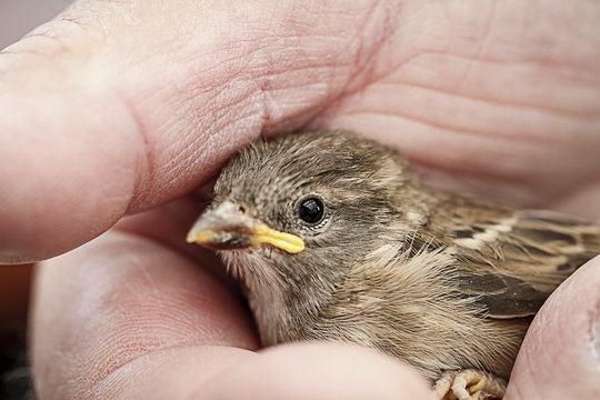 Spatz in der Hand