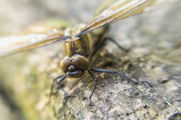 Dragonfly on the old tree