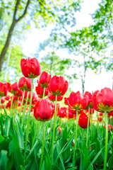 Obraz premium Amazing blooming tulips in the spring city park.