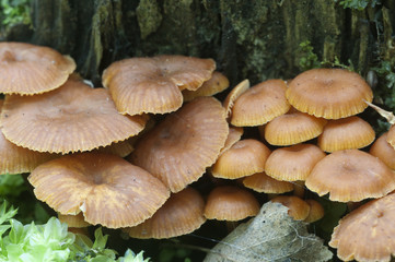 Flammulina velutipes mushrooms