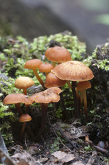 Flammulina velutipes mushrooms