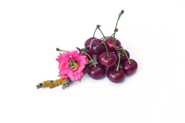 Fresh and appetizing cherries and a pink flower isolated on the white background