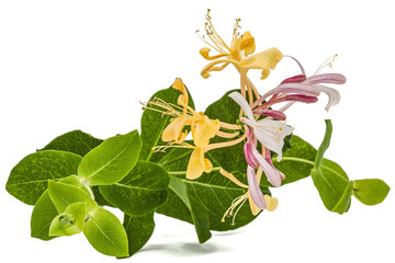 Flowers of honeysuckle, lat. Lonicera caprifolium, isolated on white background