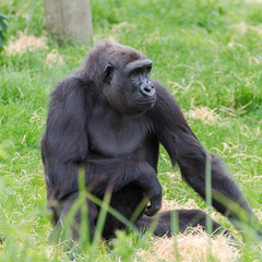     Gorilla, sitting in the grass