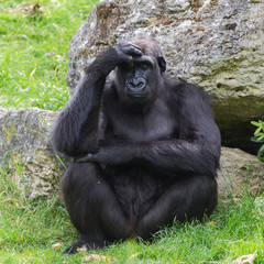 Gorilla sitting and thinking