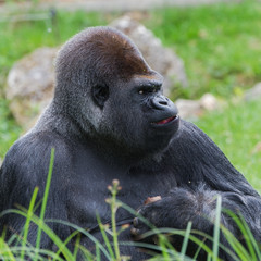     Gorilla, dominating male, grimace 
