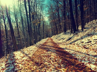 Snowy path leading among the beech trees in early winter forest. Fresh powder snow