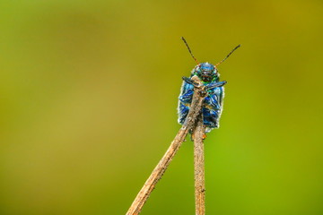 Insect,bug .