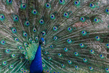 Obraz premium Peacock found in the Sveti Naum monastery on Ohrid lake, Macedonia (FYROM)