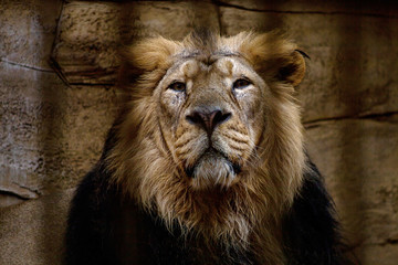 Portrait of a lion closed in a cage.