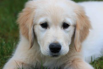 cucciolo di Golden Retriever