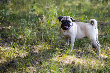 Dog breeds a pug for a walk.