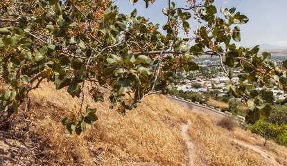 branch of an almond tree, unripe almonds, close-up
