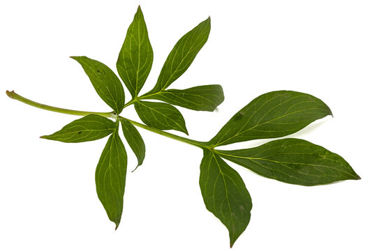 Fototapeta Leaf of peony flower, lat. Paeonia, isolated on white background