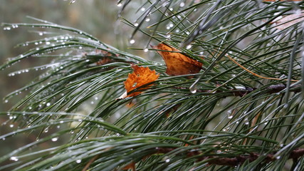Autumn sadness © Александр Кочегов