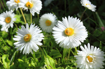 Blooming white flowers in the meadow