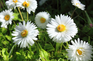 Obraz premium Blooming white flowers in the meadow