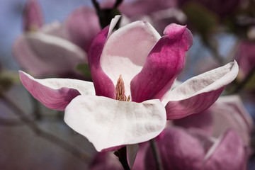 pink magnolia flower on a branch closeup