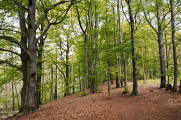 Beech forest, Berlin and Brandenburg, Germany