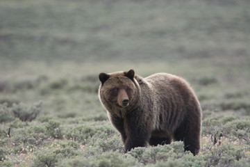 Obraz na płótnie Canvas Grizzly Bear in Sagebrush