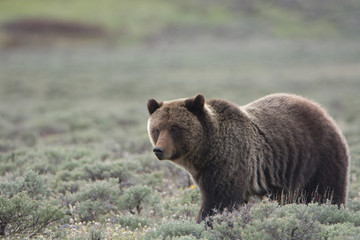 Naklejka na ściany i meble Grizzly Bear in Sagebrush