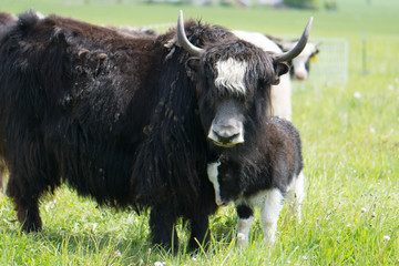 Mother Yak with Baby