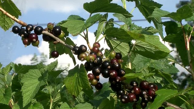 Fast reife und unreife schwarze Johannisbeeren bewegen sich im Wind