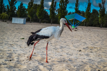 White and black stork on the beach