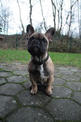 französische bulldogge welpw auf der terrasse