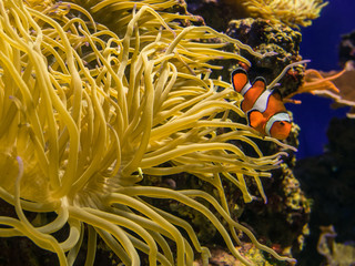 clown fish swimming around sea anemone