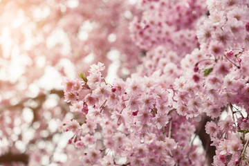 Soft focus Cherry Blossom or Sakura flower full boom on nature background with vintage tone