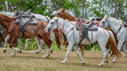 Horses prepared for tourists walking