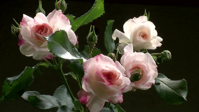 Knospen und hellrosa Rosen bewegen sich im Wind