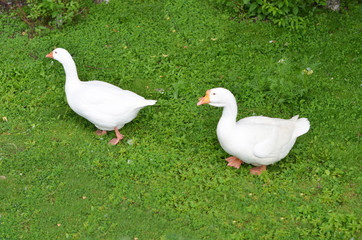 Two geese walking on the grass