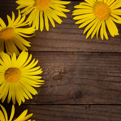 Yellow chamomile on wooden background