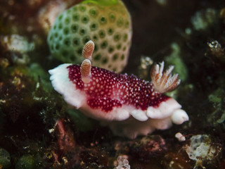 Reticulated chromodorsis ((Chromodoris reticulata)