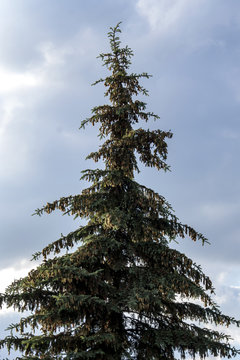świerk