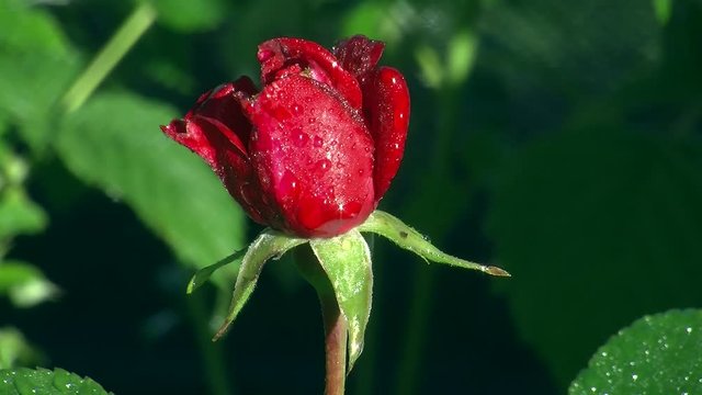 Eine edle rote Rosenbl&uuml;te nass vom Morgentau bewegt sich im Wind