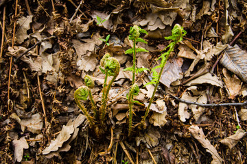 Sprouts of fern in forest