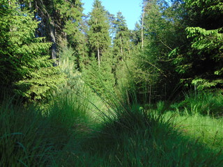 Waldweg mit Grasbüschel