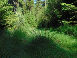 Waldlichtung mit Grasbüschel