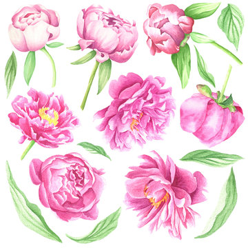 Watercolor peonies, hand drawn flowers set with leaves and stems, isolated on white background. Floral botanical illustration.