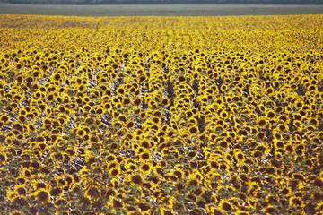 sunflower field