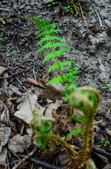 Young fern in a forest