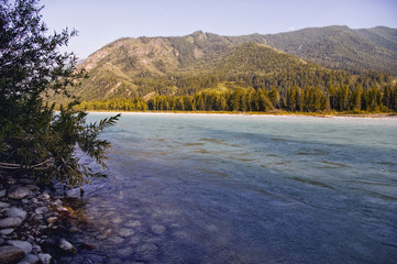 Altai. Mountain turbulent river flows among the trees. In the distance the mountains. Neighborhood Belugas, photo made in the campaign, in the summer, Russia.
