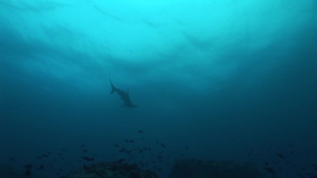 hammer head Shark diving Underwater Video Galapagos islands Pacific Ocean