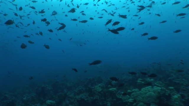hammer head Shark diving Underwater Video Galapagos islands Pacific Ocean