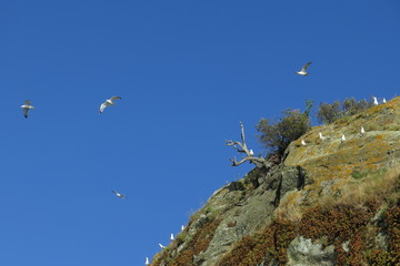 Gabbiani in volo sopra una scogliera